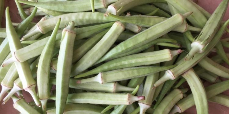 Okra: a valuable vegetable