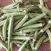 Okra: a valuable vegetable