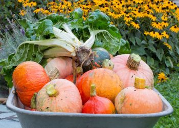 Maximizing Your Fall Harvest: Essential Vegetables to Plant in August