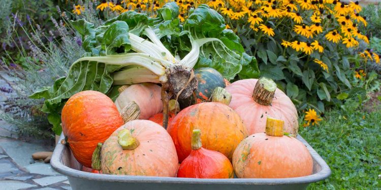 Maximizing Your Fall Harvest: Essential Vegetables to Plant in August