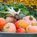 Maximizing Your Fall Harvest: Essential Vegetables to Plant in August