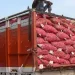 Resumption of Onion Exports from India to Bangladesh Amidst Cautious Optimism