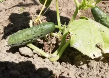 Bacterial Infections Devastate Cucumber Harvest in Poland
