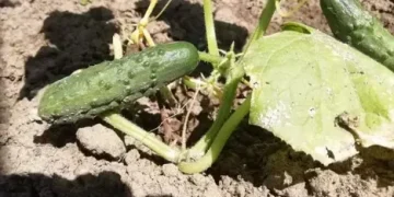 Bacterial Infections Devastate Cucumber Harvest in Poland