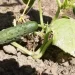 Bacterial Infections Devastate Cucumber Harvest in Poland