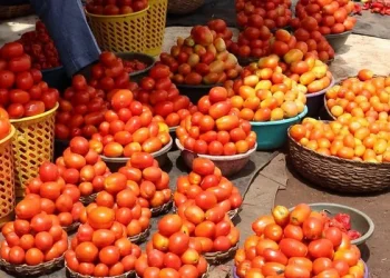 Enhancing Tomato Production in Edo State: A Strategic Move Towards Food Security