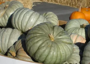 Pumpkin Prices Plunge in New Zealand
