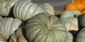 Pumpkin Prices Plunge in New Zealand