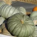Pumpkin Prices Plunge in New Zealand