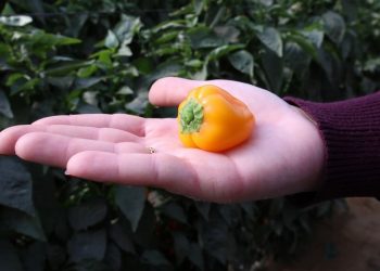 Innovative Vegetable Varieties Enhance Global Agriculture