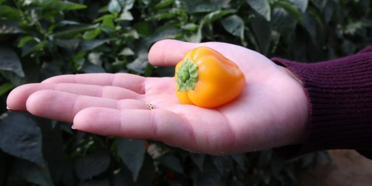 Innovative Vegetable Varieties Enhance Global Agriculture