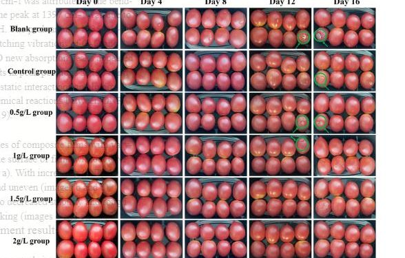 Innovative chitosan-onion polysaccharide composite films: A study on the preservation effects on cherry tomatoes