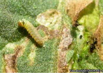 An evaluation of the growth, development, reproductive characteristics and pest control potential of three Trichogramma species on Tuta absoluta