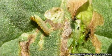 An evaluation of the growth, development, reproductive characteristics and pest control potential of three Trichogramma species on Tuta absoluta