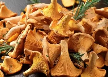 Favorable Rainfall Boosts Chanterelle Production Amidst Varied Market Demands