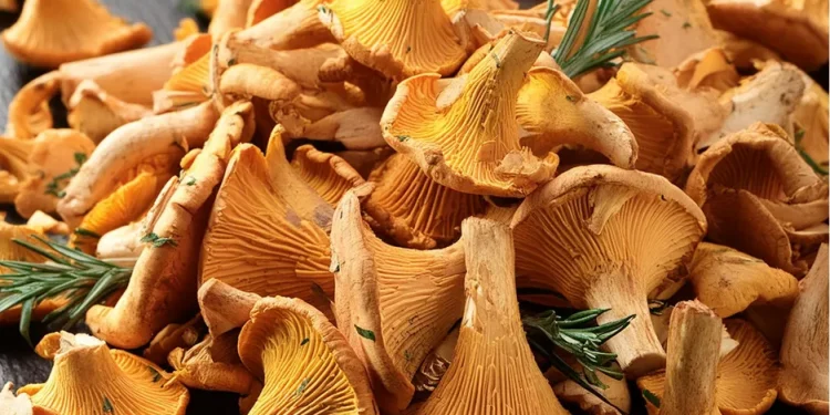 Favorable Rainfall Boosts Chanterelle Production Amidst Varied Market Demands