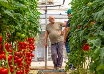 Successful Cultivation of Smooth Round Tomatoes in the Fondi Area