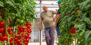 Successful Cultivation of Smooth Round Tomatoes in the Fondi Area