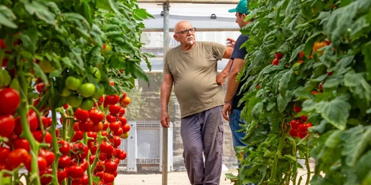 Successful Cultivation of Smooth Round Tomatoes in the Fondi Area