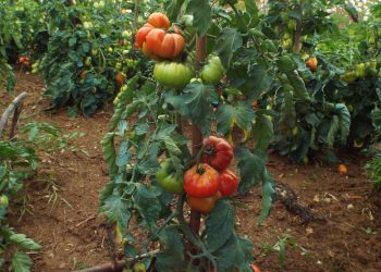 Efficacy assessment of different insecticides for control of whitefly against tomato leaf curl disease