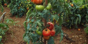 Efficacy assessment of different insecticides for control of whitefly against tomato leaf curl disease