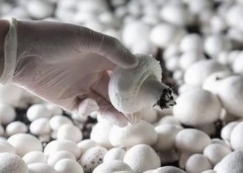 Strengthening Mushroom Demand Forecasted for the Fall Season