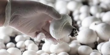 Strengthening Mushroom Demand Forecasted for the Fall Season