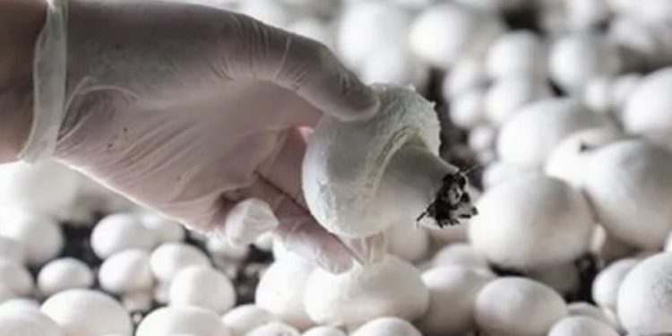 Strengthening Mushroom Demand Forecasted for the Fall Season