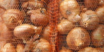 India’s Onion Export Trends and Market Dynamics Post-Ban Lift