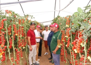 Sicilian Pachino PGI Tomato Faces Pricing and Drought Challenges Amidst Growing Market Presence