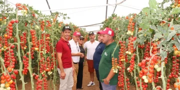 Sicilian Pachino PGI Tomato Faces Pricing and Drought Challenges Amidst Growing Market Presence
