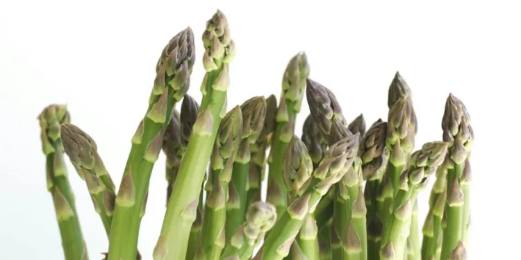 Asparagus Importers Gear Up for Peak Season: Insights from PAIA