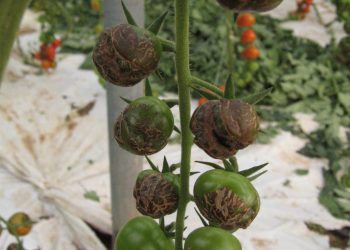 Development and validation of a multiplex real-time RT-PCR test for the screening of tomato (Solanum lycopersicum) for the detection of pepino mosaic virus