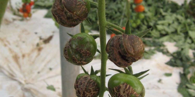 Development and validation of a multiplex real-time RT-PCR test for the screening of tomato (Solanum lycopersicum) for the detection of pepino mosaic virus