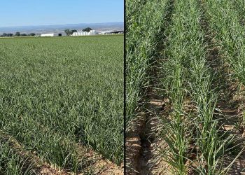 Market and Crop Update: August 8, 2024