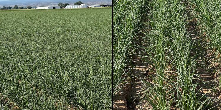 Market and Crop Update: August 8, 2024