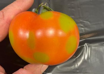 Molecular Methods for the Simultaneous Detection of Tomato Fruit Blotch Virus and Identification of Tomato Russet Mite, a New Potential Virus–Vector System Threatening Solanaceous Crops Worldwide