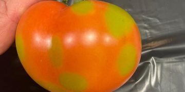 Molecular Methods for the Simultaneous Detection of Tomato Fruit Blotch Virus and Identification of Tomato Russet Mite, a New Potential Virus–Vector System Threatening Solanaceous Crops Worldwide