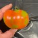 Molecular Methods for the Simultaneous Detection of Tomato Fruit Blotch Virus and Identification of Tomato Russet Mite, a New Potential Virus–Vector System Threatening Solanaceous Crops Worldwide