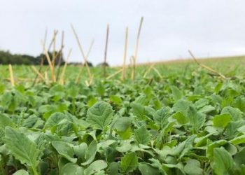 How to trap a cabbage stem flea beetle