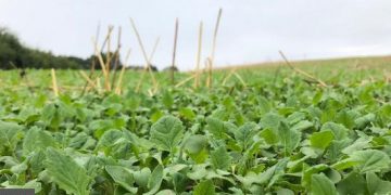 How to trap a cabbage stem flea beetle