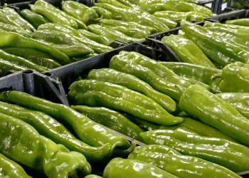 Challenges in Spanish Vegetable Production: Market Pressures and Climate Impacts