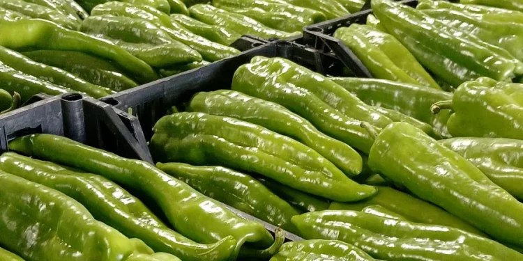 Challenges in Spanish Vegetable Production: Market Pressures and Climate Impacts