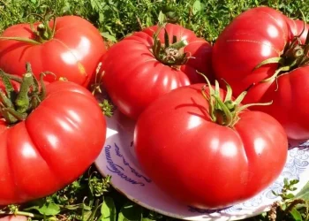 Jordan Implements Gradual Export Restrictions on Tomatoes Amid Price Surge