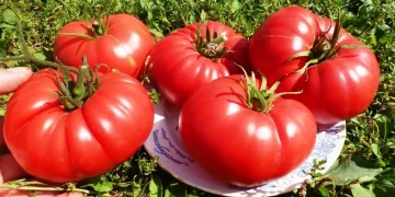 Jordan Implements Gradual Export Restrictions on Tomatoes Amid Price Surge
