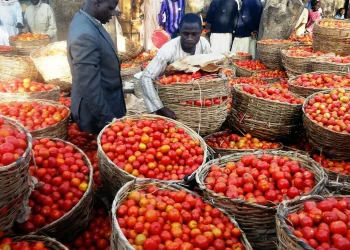 Challenges in Nigerian Tomato Production Lead to Price Surge