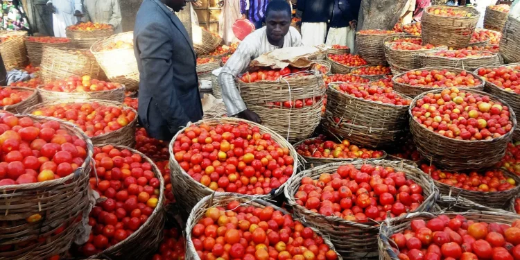 Challenges in Nigerian Tomato Production Lead to Price Surge