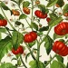 European Processing Tomato Harvest: Current Status and Forecast