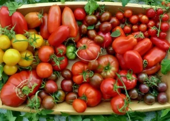 Tomato Production Shortfalls in Nigeria Drive Up Prices