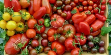 Tomato Production Shortfalls in Nigeria Drive Up Prices